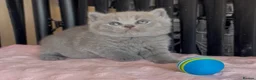 British Shorthair cats for sale: Beautiful Pedigree BSH kittens for sale  - Advert 5