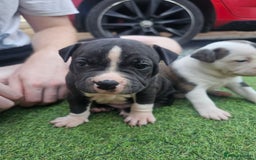 Staffordshire Bull Terrier dogs for sale: Beautiful Staffies looking for a good home - Image 2
