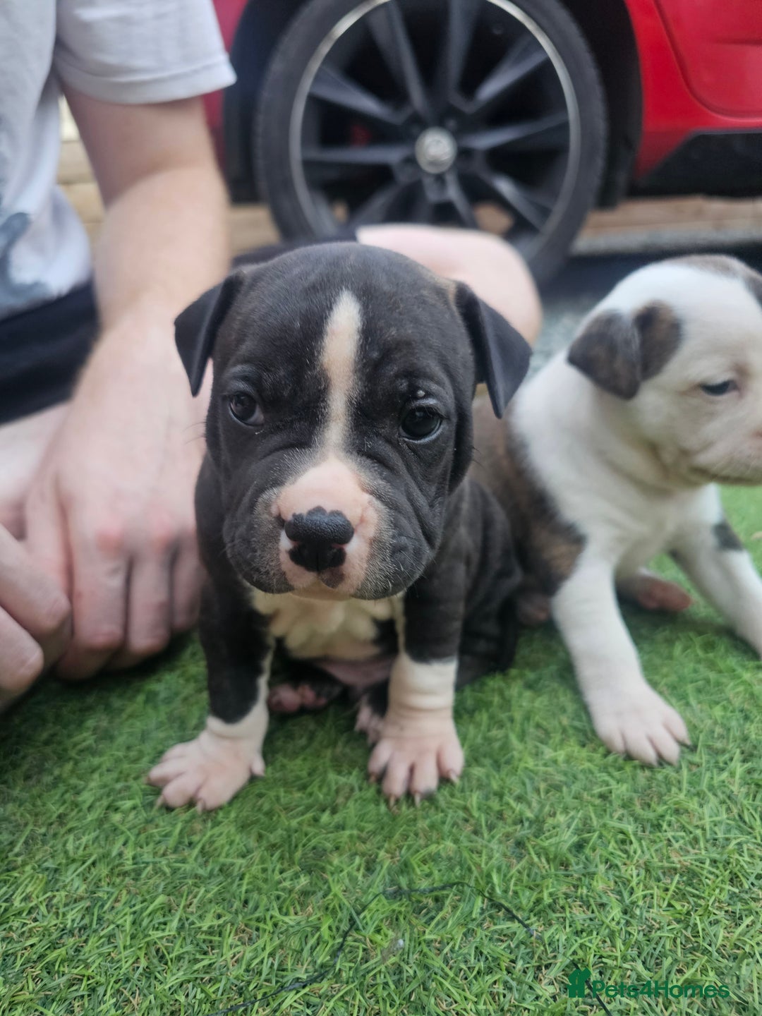 Staffordshire Bull Terrier dogs for sale: Beautiful Staffies looking for a good home - Image 2