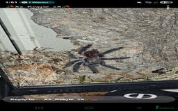 Mixed Breed invertebrates for sale: Tarantulas and centipedes for sale - Image 5