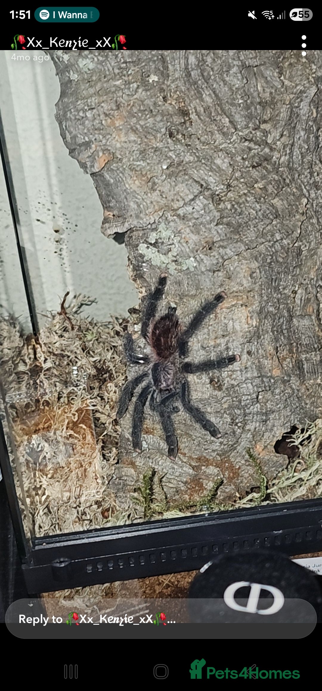 Mixed Breed invertebrates for sale: Tarantulas and centipedes for sale - Image 5
