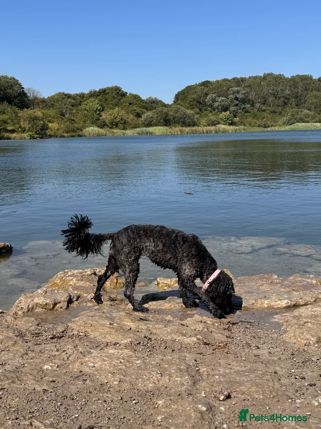 Cockapoo dogs for sale: Ruby and Rosie  in Cardiff - Advert 2