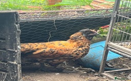 Chickens poultry for sale: Free to good home  - Image 1
