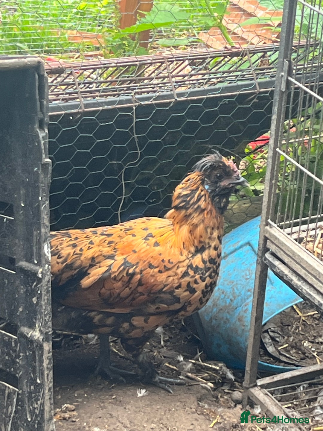 Chickens poultry for sale: Free to good home  - Image 1