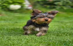 Yorkshire Terrier dogs for sale: Yorkshire terrier for sale 🐶🐶🐶 in Johnstone - Image 10