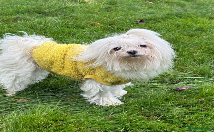 Maltese dogs Crystal: The Little Dog Who Survived - Advert 1