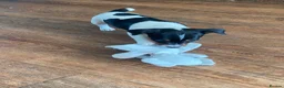 Jack Russell dogs for sale: Beautiful Jack Russell Girls Available  - Advert 24