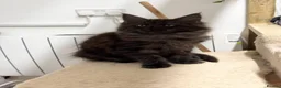 Maine Coon cats for sale: 🖤Beautiful Black Maine Coon Girl 3 Years old🖤 - Advert 3