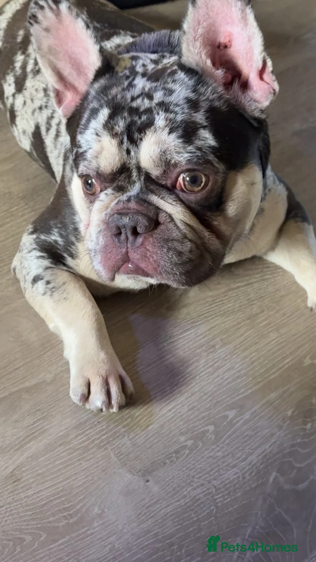 Mixed Breed dogs for sale: French Bulldog Cross in Basingstoke - Advert 1
