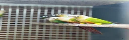Conures birds for sale: Baby pineapple conure - Advert 4