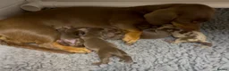 Miniature Dachshund dogs for sale: Superb Quality babies in Sleaford - Advert 19