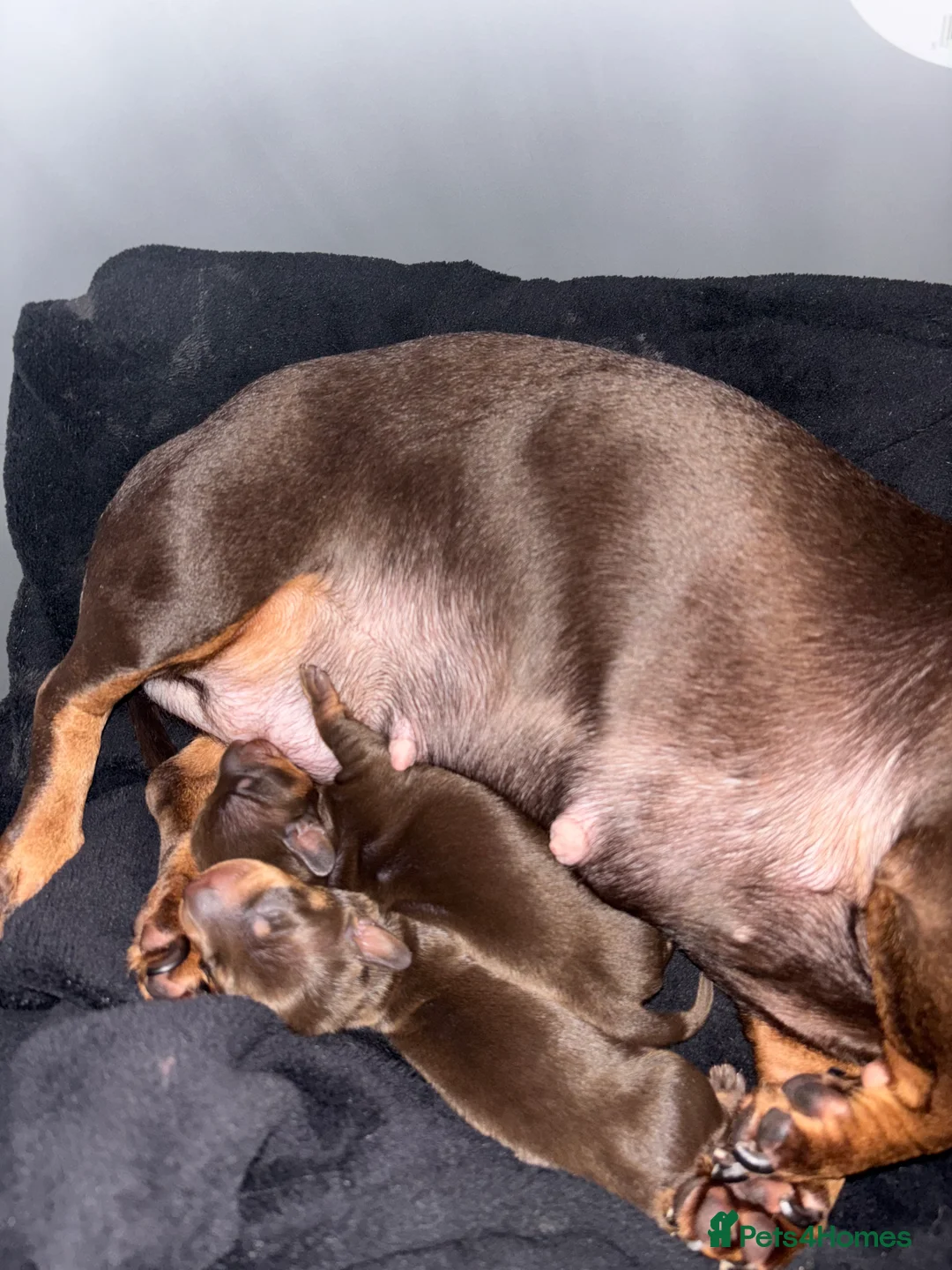 Miniature Dachshund dogs for sale: Miniature dachshund ready in feb  - Advert 9