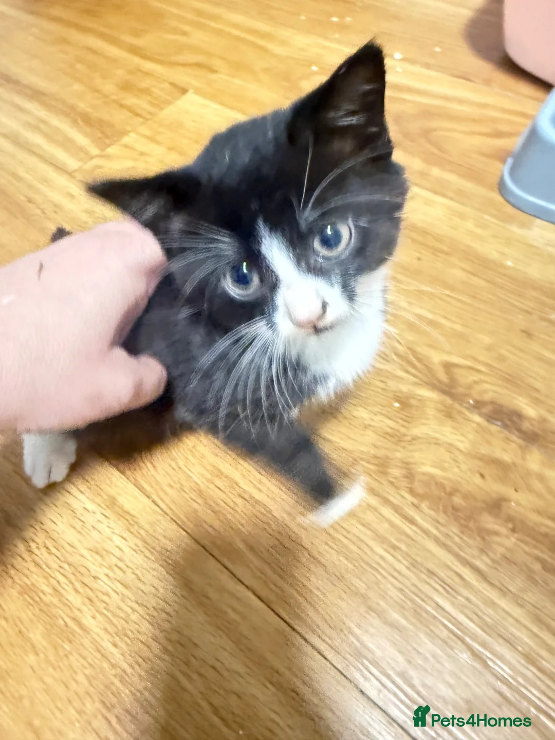 Mixed Breed cats for sale: Adorable female kitten  - Advert 7