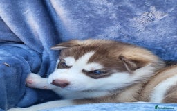 Siberian Husky dogs for sale: Beautiful Siberian Husky's - Image 2