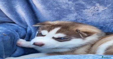 Siberian Husky dogs - Advert 3