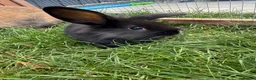Mini Lion Lop rabbits for sale: Adorable bunnies for sale  - Advert 13