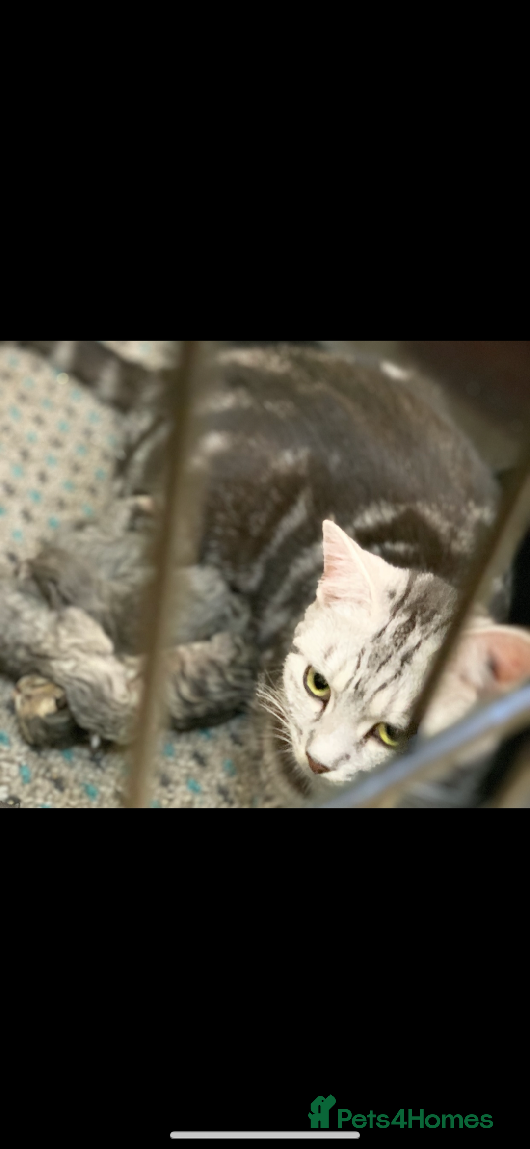 British Shorthair cats for sale: Male British Shorthaired Crossbreed For Sale - Image 9