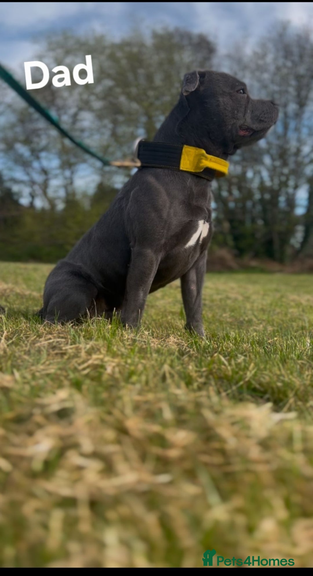 Staffordshire Bull Terrier dogs for sale:  Blue Staffordshire puppies  - Image 5