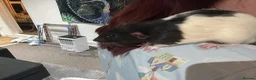 Rat rodents for sale: 2 bonded Male Rats  - Advert 2
