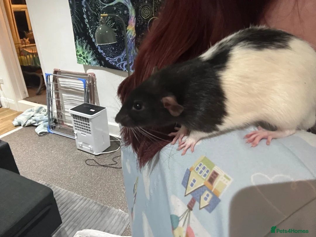 Rat rodents for sale: 2 bonded Male Rats  - Advert 2