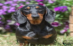 Miniature Dachshund dogs for stud: Kc reg Black and Tan mini smooth stud dog  - Image 1