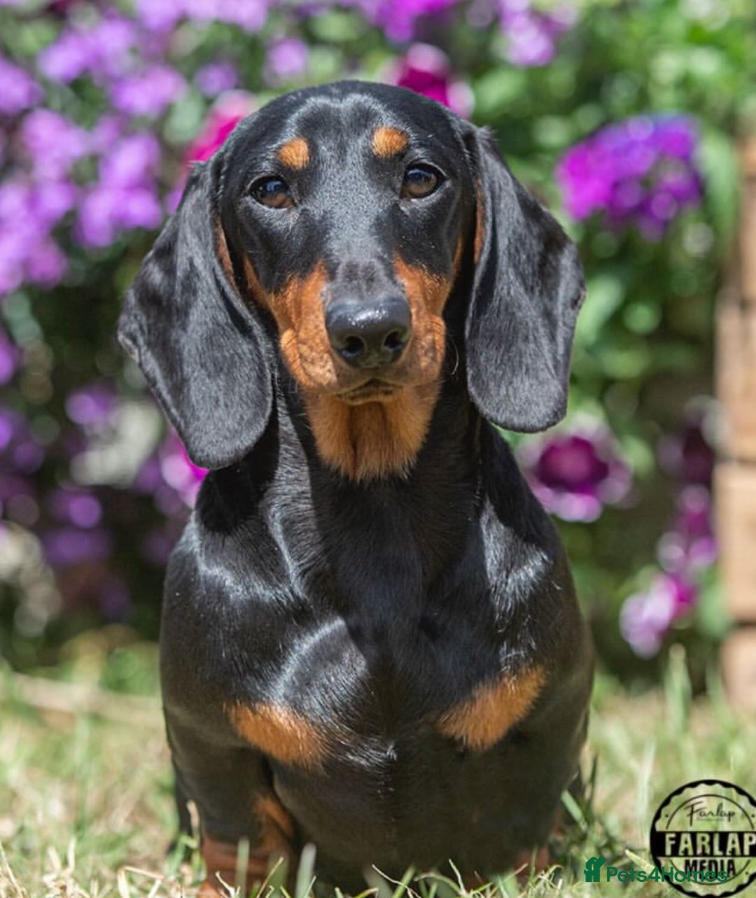 Miniature Dachshund dogs for stud: Kc reg Black and Tan mini smooth stud dog  - Image 1