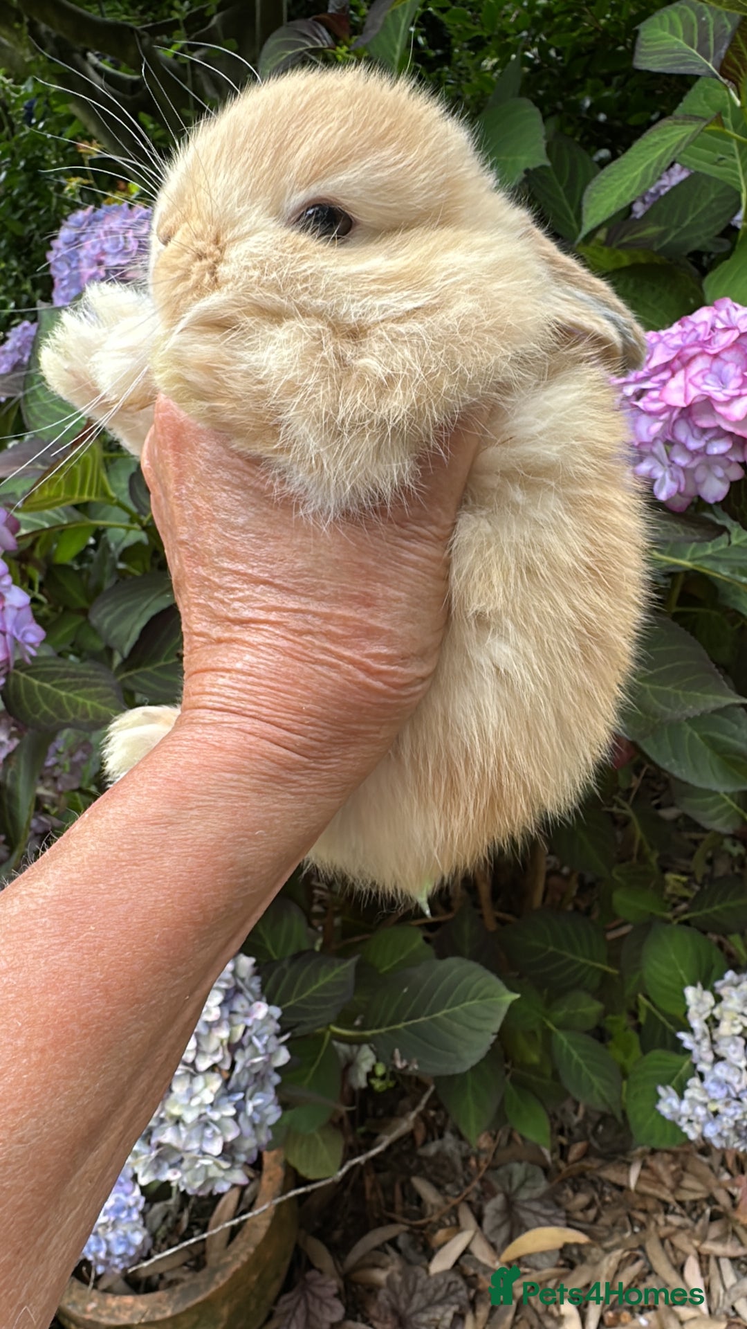 Mini Lop rabbits for sale: Mini lop baby bunnies, show parents - Image 11