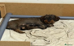 Miniature Dachshund dogs for sale: Miniature wire haired dachshund puppies - Image 6