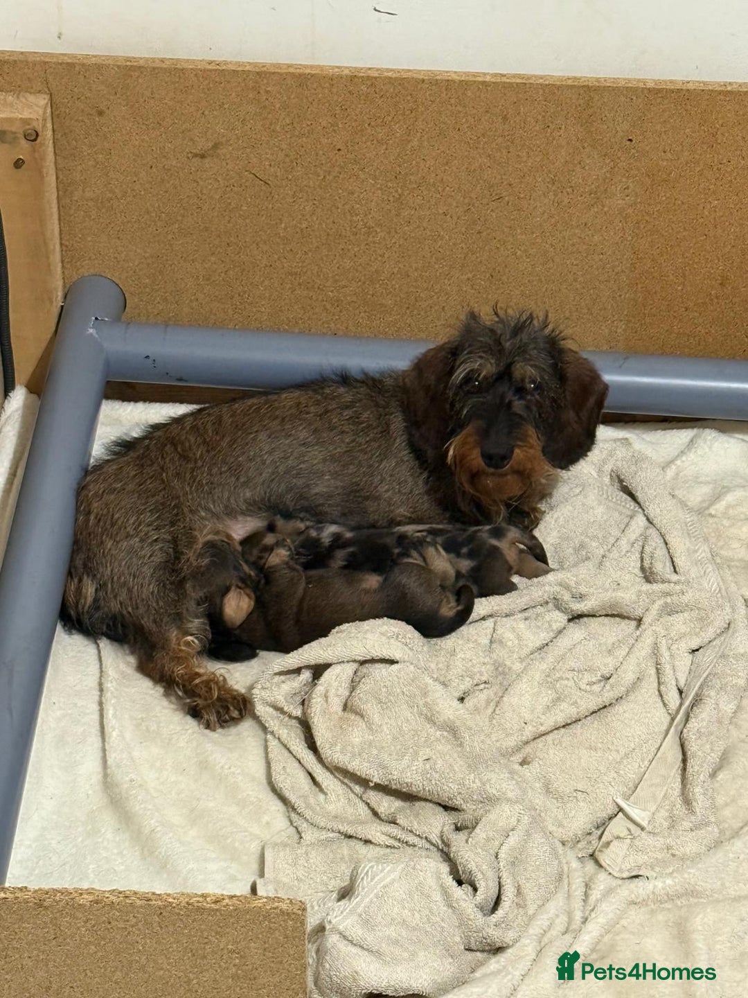 Miniature Dachshund dogs for sale: Miniature wire haired dachshund puppies - Image 6