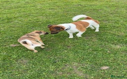 Mixed Breed dogs for sale: Jug for sale - Image 3