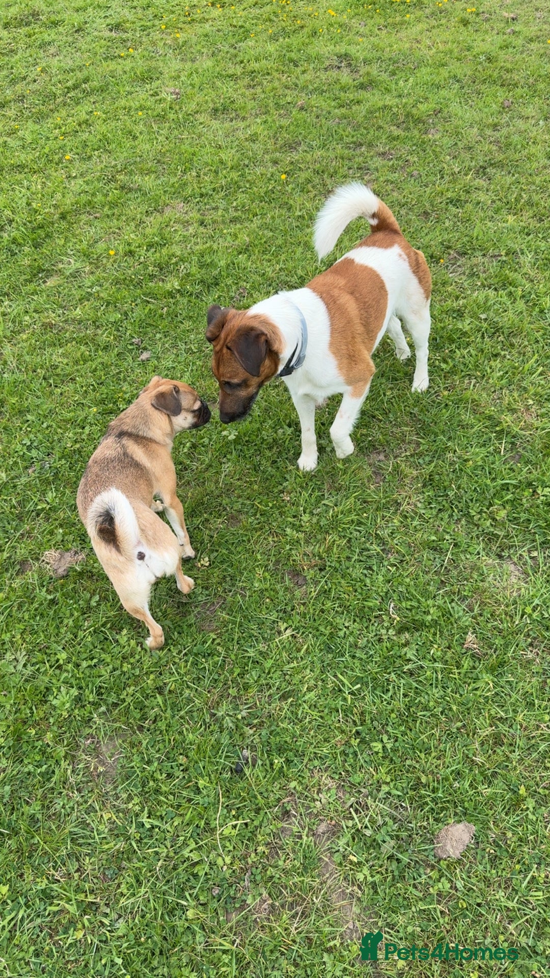 Mixed Breed dogs for sale: Jug for sale - Image 3