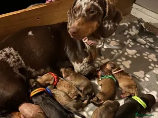 Dachshund dogs Daschund puppies 🐶 - Advert 2