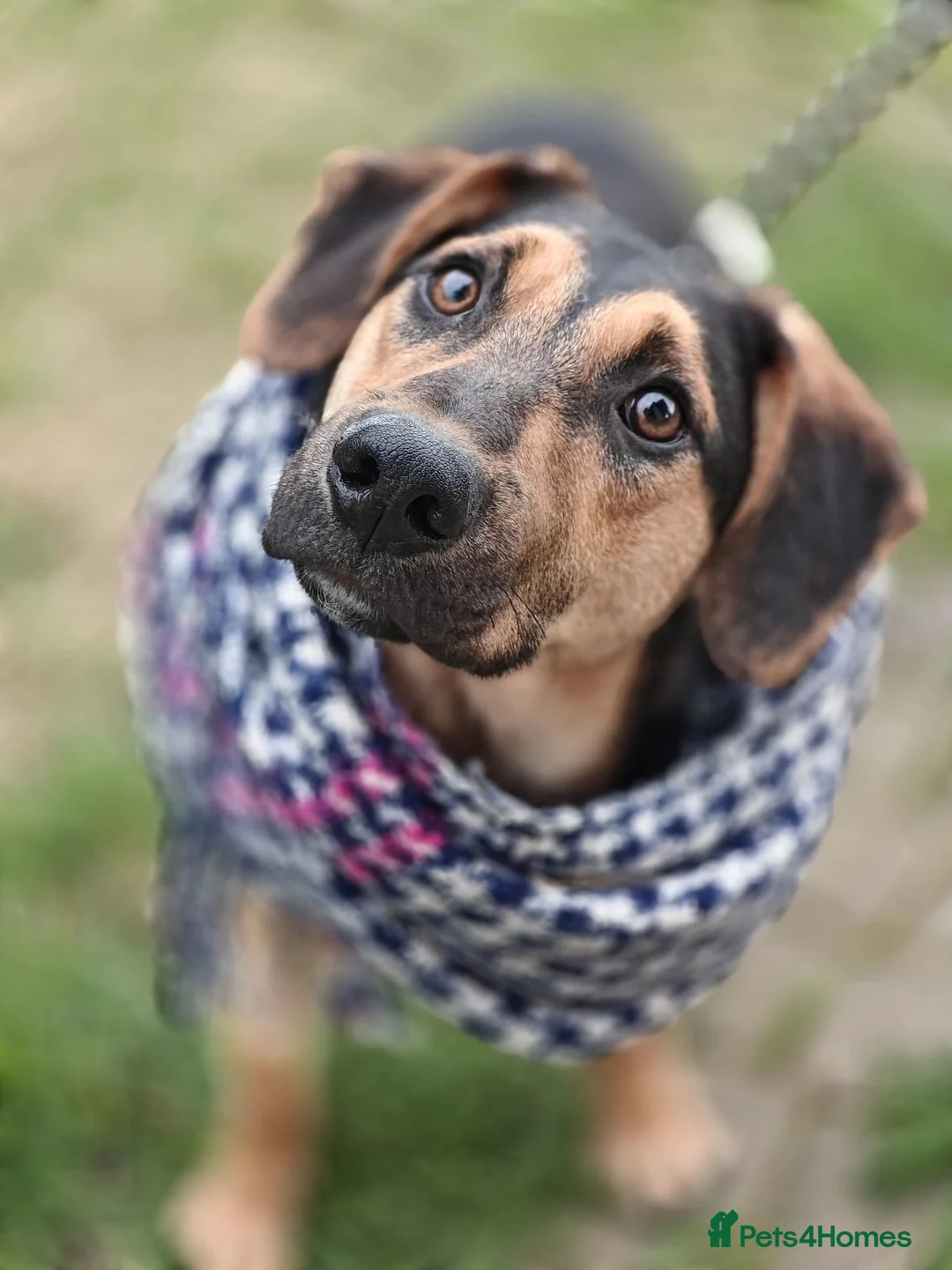 Mixed Breed dogs for adoption: 💙🐶 MARCO – HE BRINGS YOU HIS TOYS… JUST TO PLAY in Burton-on-Trent - Advert 7