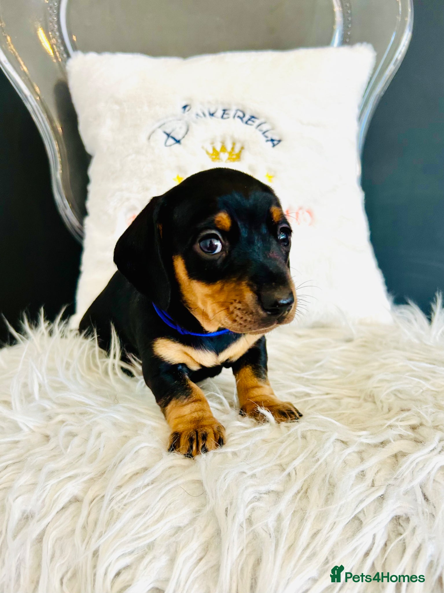 Miniature Dachshund dogs True Miniatures 5 star Breeder ⭐️⭐️⭐️⭐️⭐️ - Advert 12