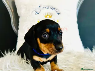 Miniature Dachshund dogs True Miniatures 5 star Breeder ⭐️⭐️⭐️⭐️⭐️ - Advert 12