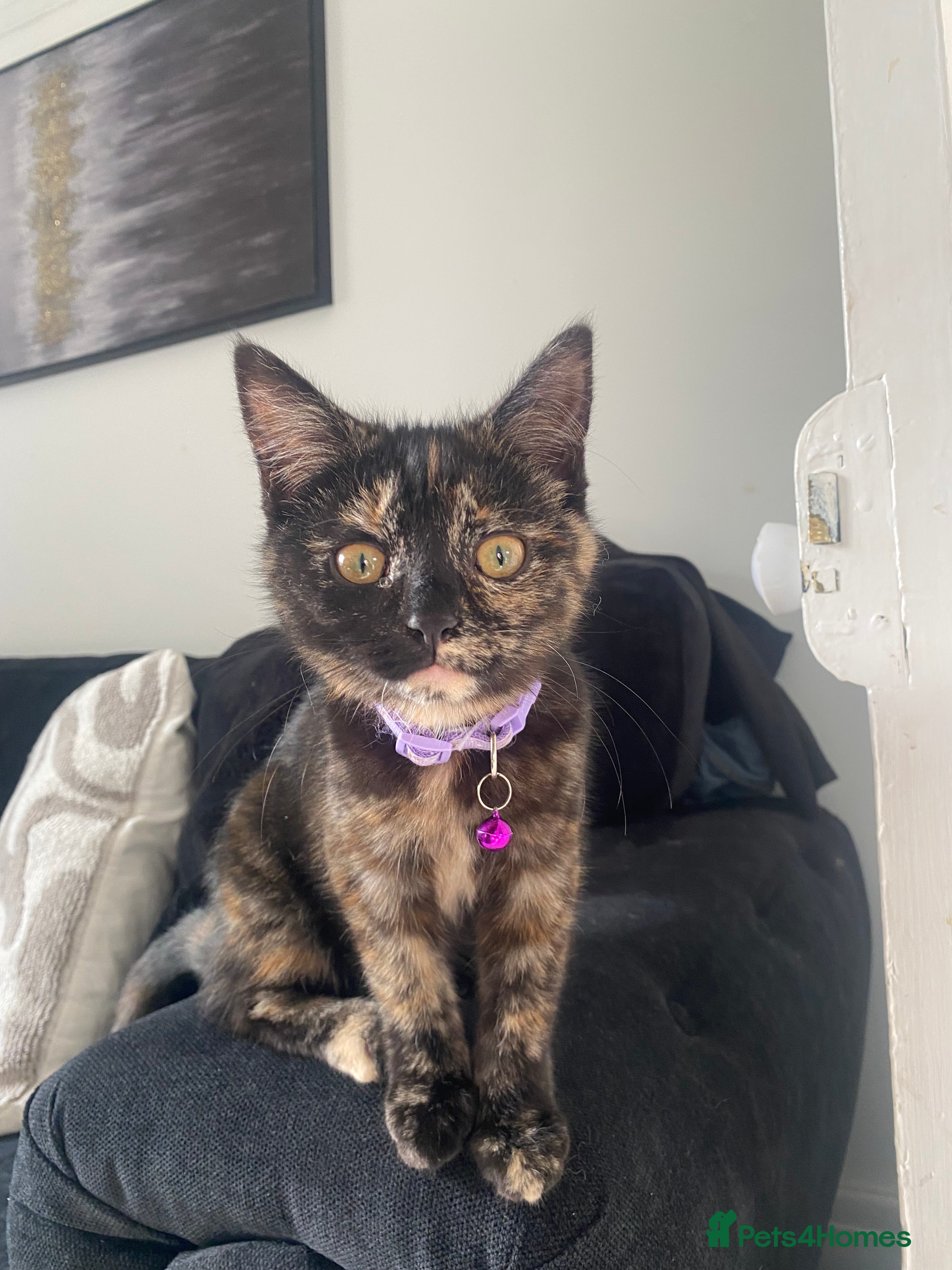 Mixed Breed cats 2 female kittens  - Advert 1