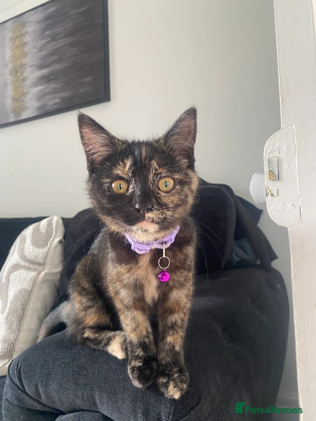 Mixed Breed cats for sale: 2 female kittens  - Advert 1