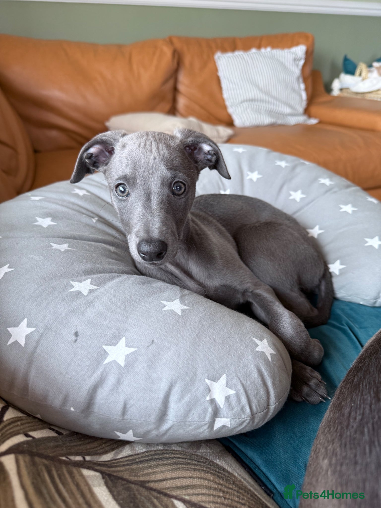 Whippet dogs *** last girl of the litter ***  - Advert 14