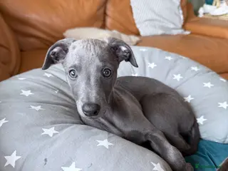 Whippet dogs *** last girl of the litter *** - Advert 14