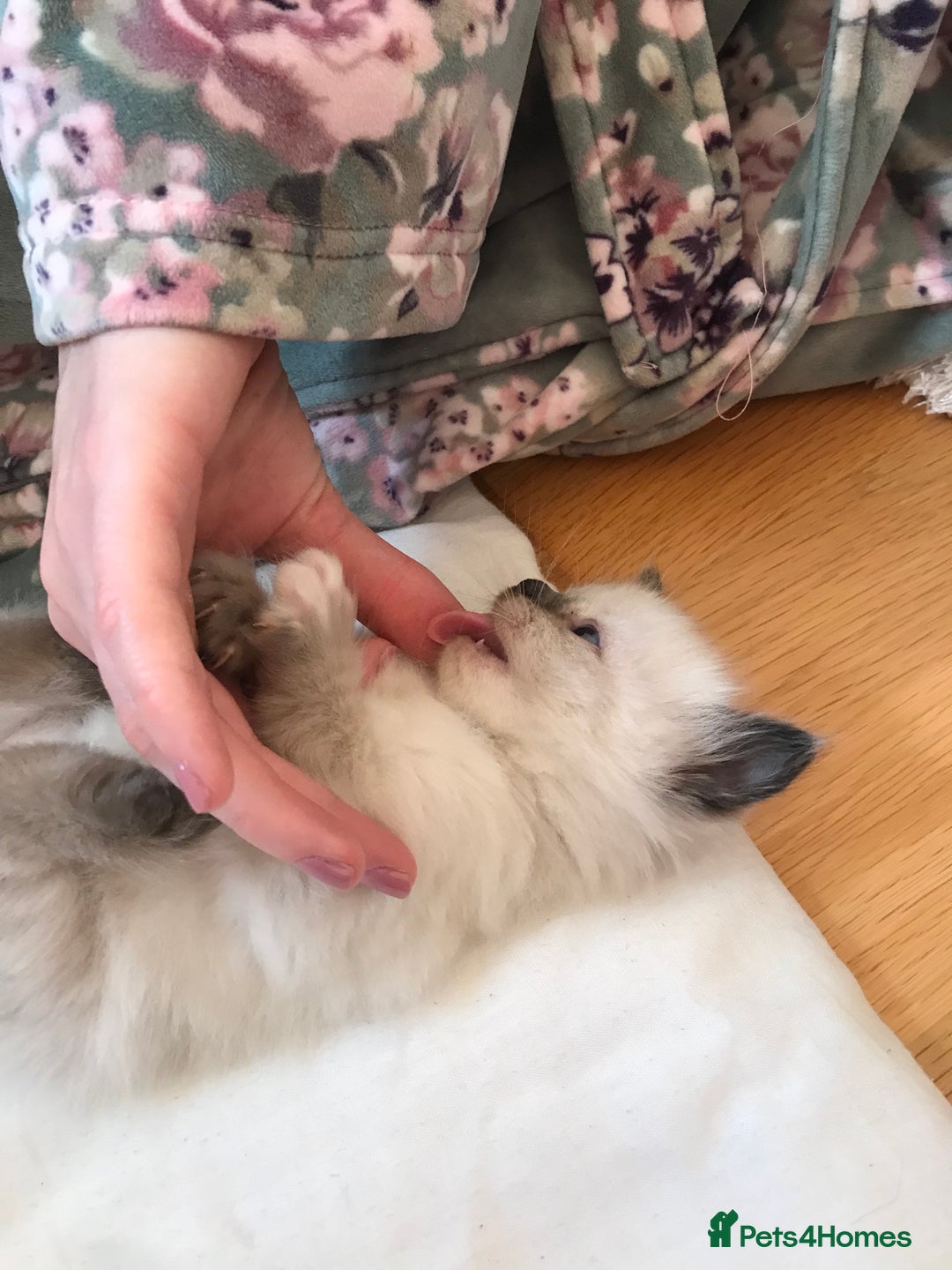 Ragdoll cats for sale: Beautiful Flame/ Cream Ragdoll kittens - Advert 12