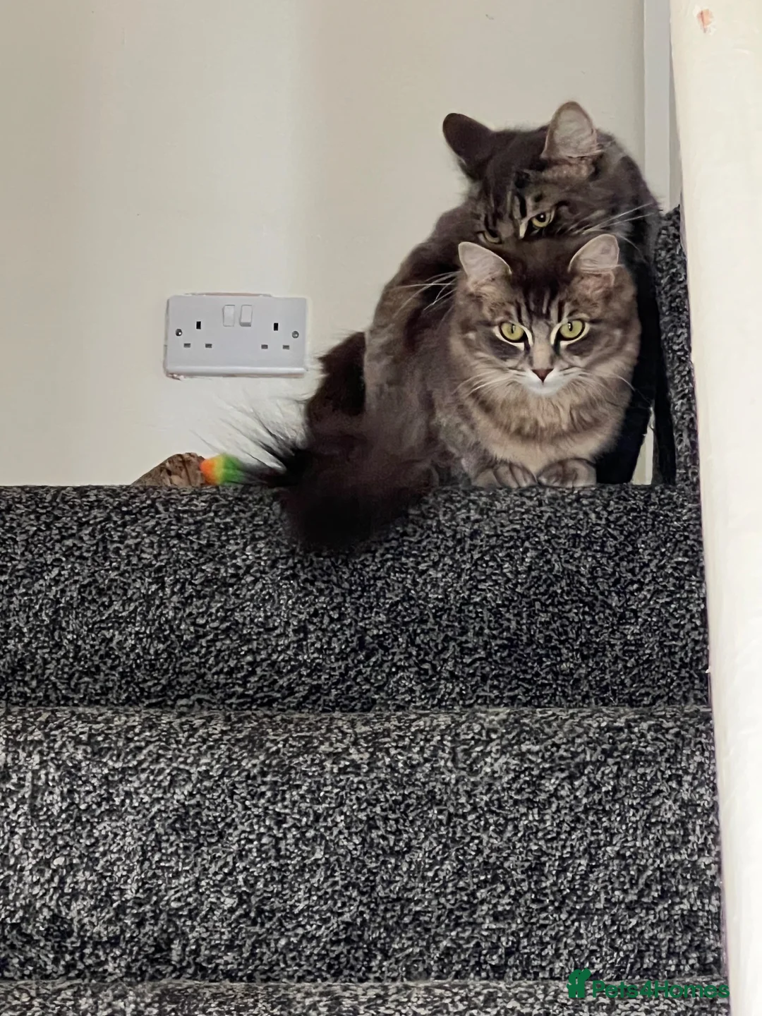 Mixed Breed cats for sale:     British Shorthair x Persian - Advert 2