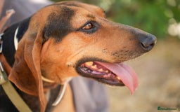 Mixed Breed dogs for adoption: Oscar deserves the best home  - Image 8