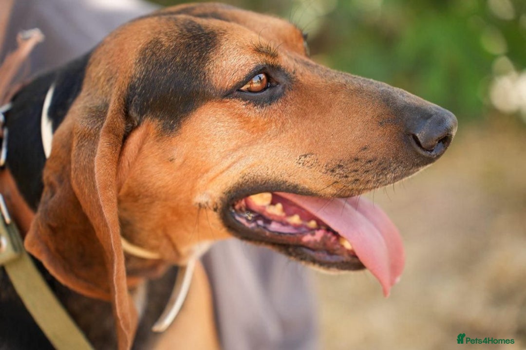 Mixed Breed dogs for adoption: Oscar deserves the best home  - Image 8