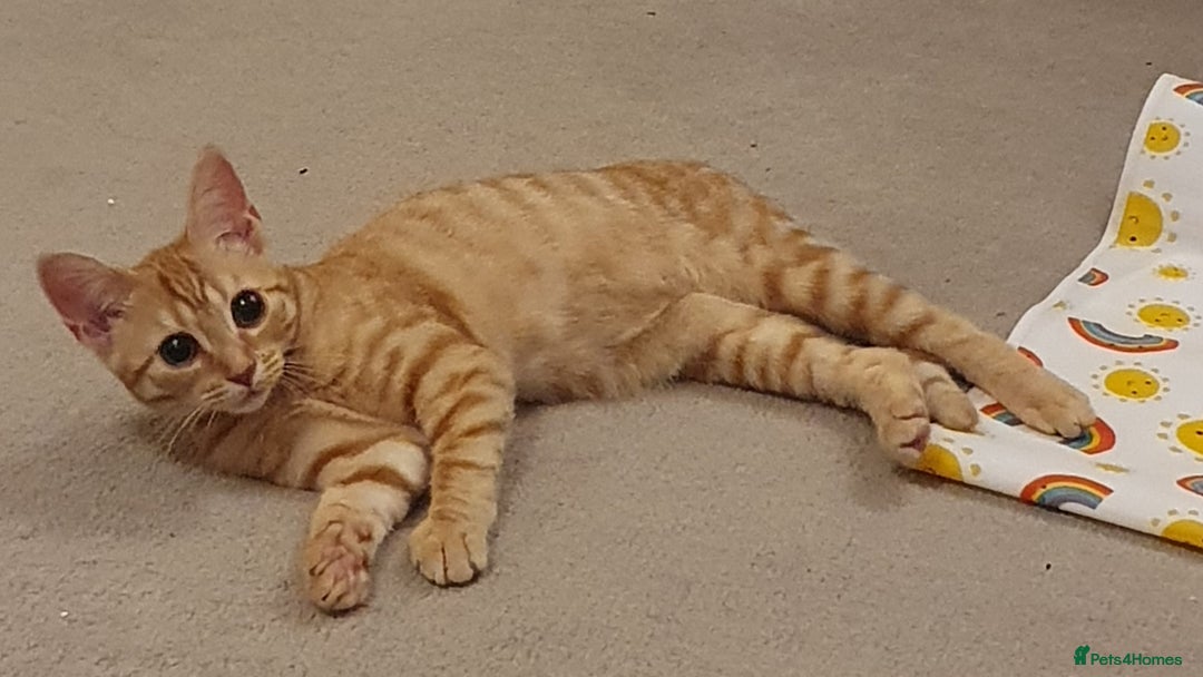 Mixed Breed cats for sale: Gorgeous ginger girl  - Image 3