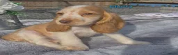 Cocker Spaniel dogs for sale: Exceptional True Show winning Champion Cockers. - Advert 9