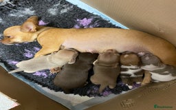 Chihuahua dogs for sale: Last two short haired chihuahuas  - Image 3