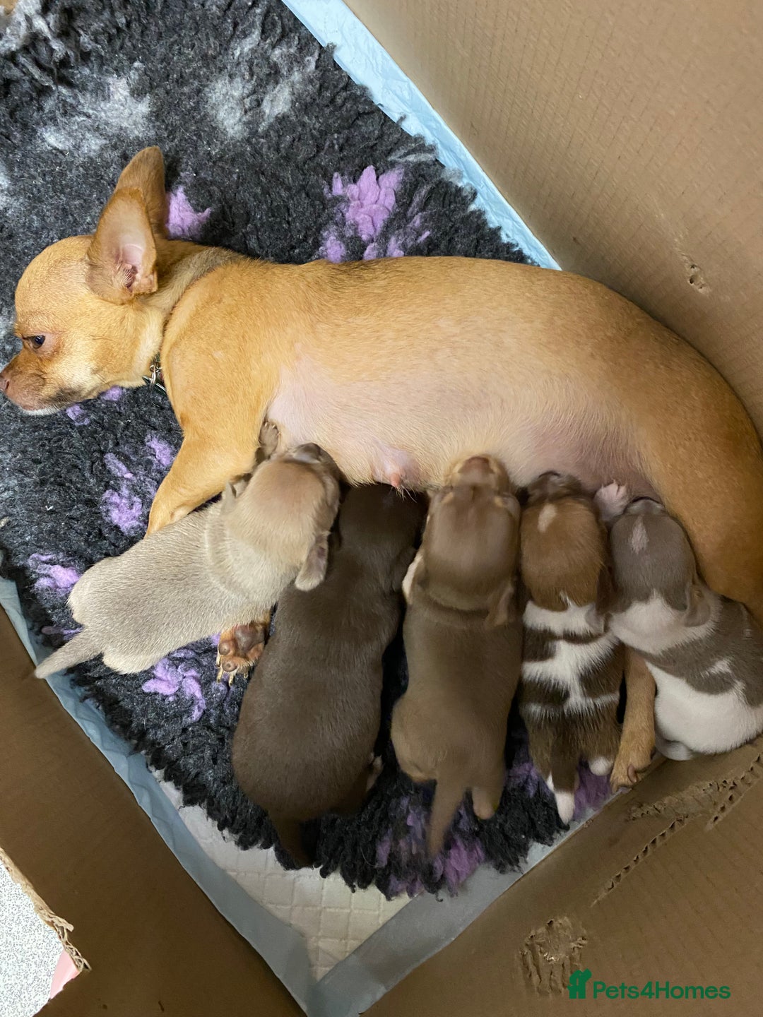 Chihuahua dogs for sale: Last two short haired chihuahuas  - Image 3