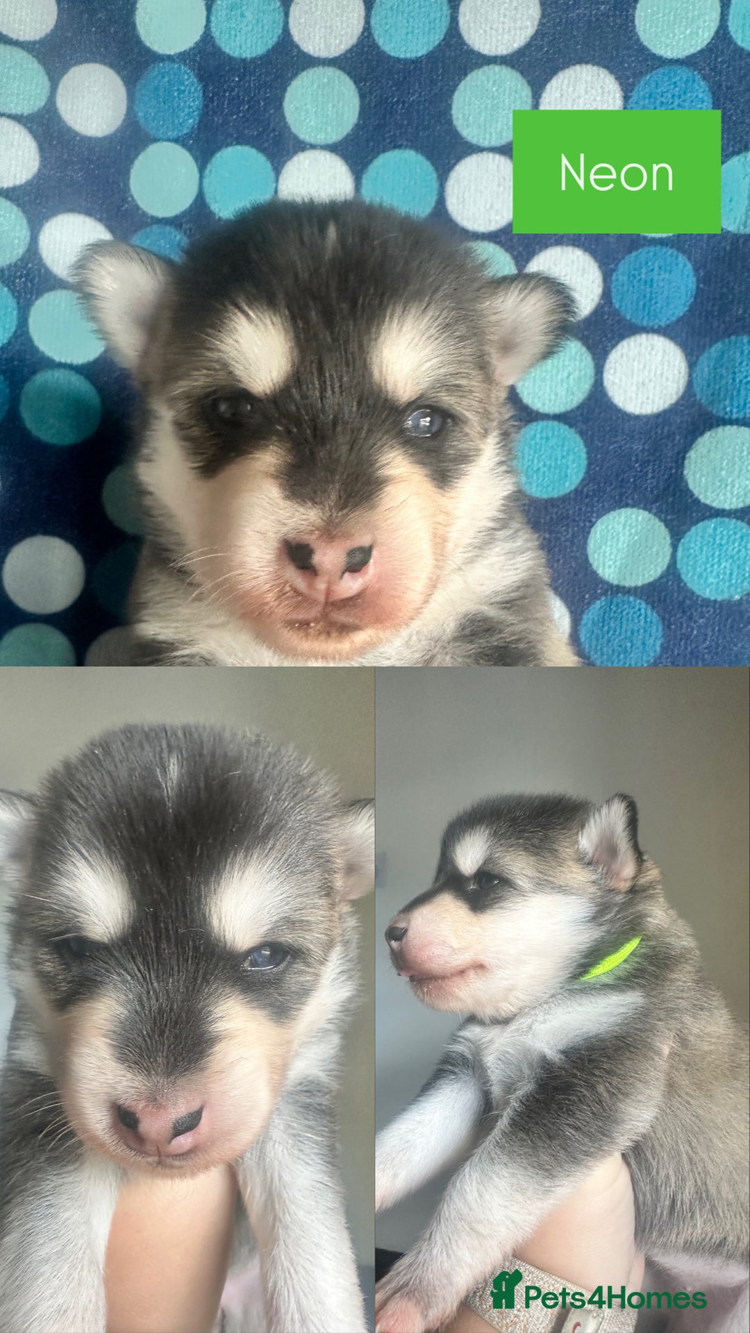 Pomsky dogs for sale: Beautiful husky marked Pomskies  - Image 30