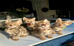 Bengal cats for sale: 4 tiger cub bengal girls for sale  - Advert 12