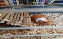 Guinea Pig rodents for sale: Various guinea pigs in need of homes. - Image 1